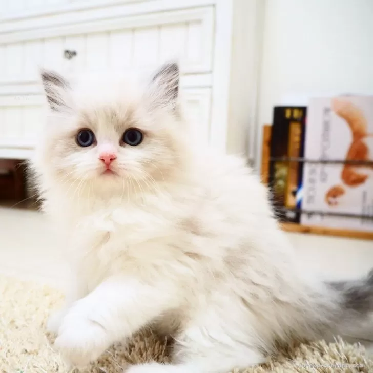 ID:2412-02121の子猫