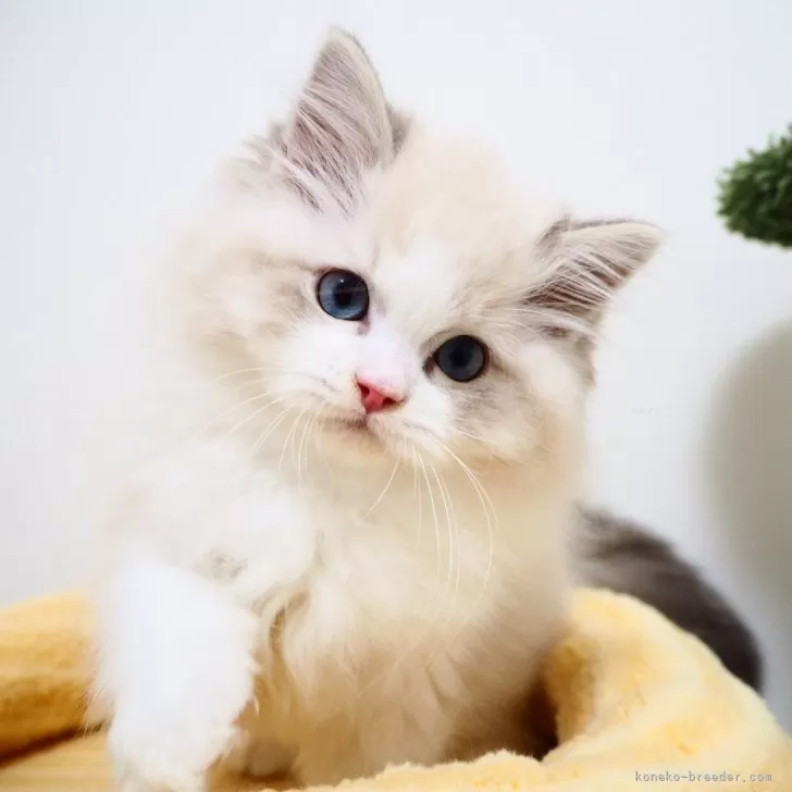 ID：2503-02003の子猫