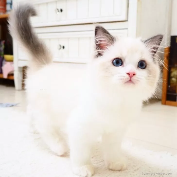 ID：2504-03357の子猫