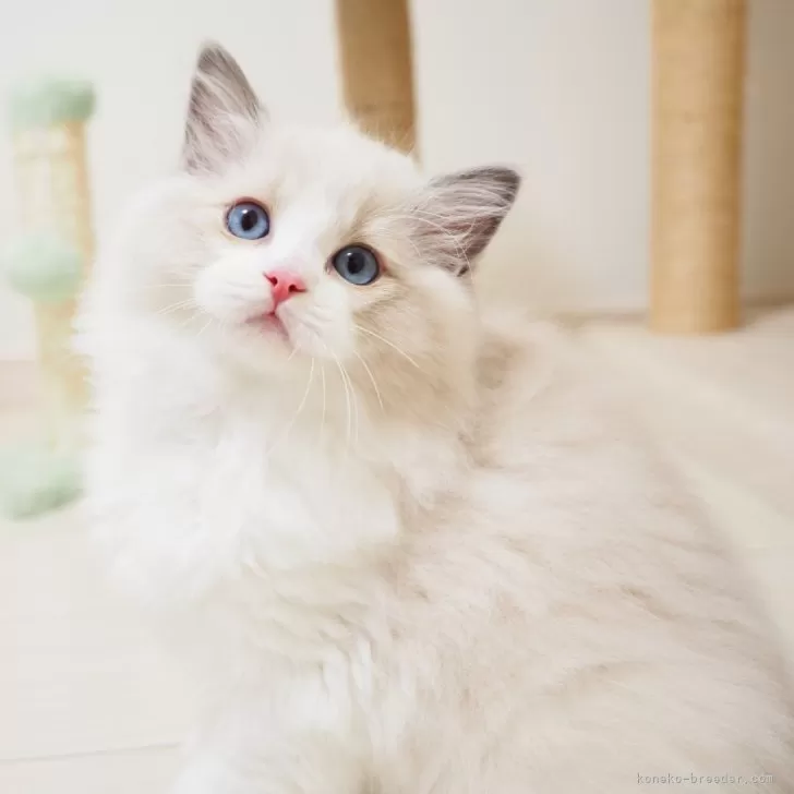 ID：2509-00699の子猫