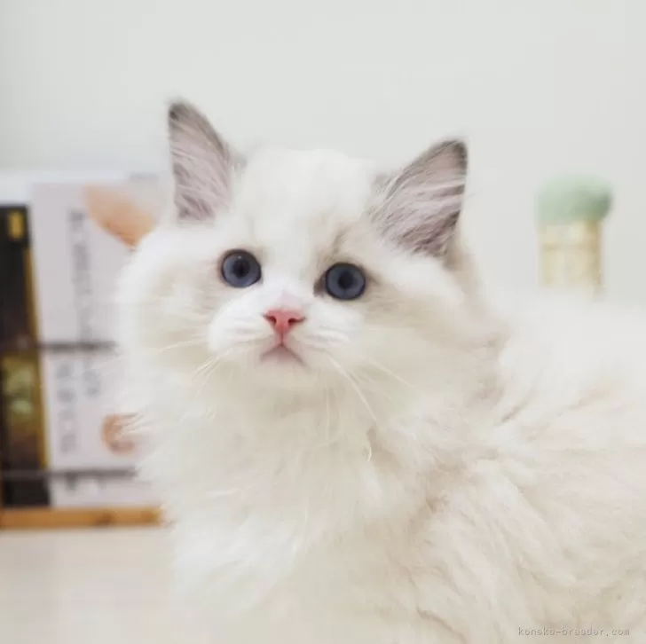 ID：2509-00704の子猫