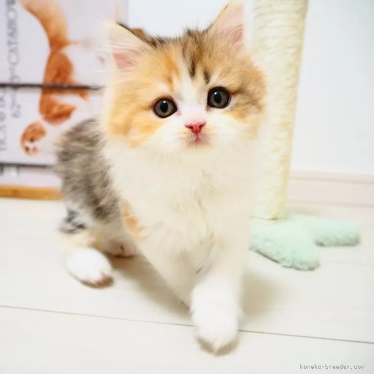 ID：2411-01765の子猫