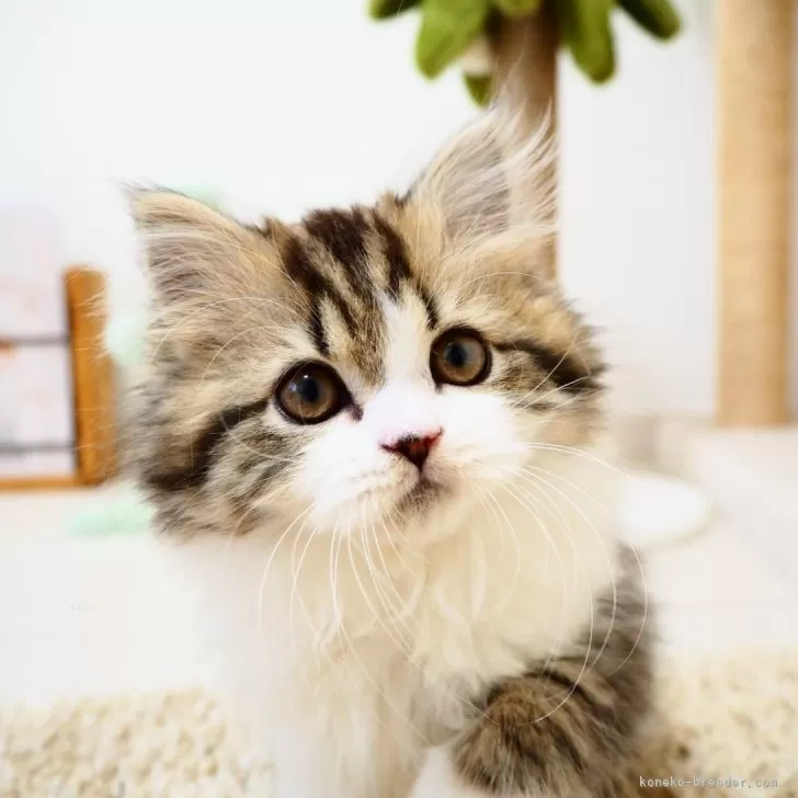 ID：2411-01763の子猫