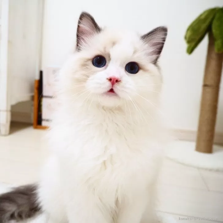 ID:2412-02115の子猫
