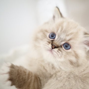 ラグドール【埼玉県・男の子・2025年10月7日・シールリンクスポイントミテッド】の写真「小さなタイガー♡ふわふわ甘えん坊男子🌟」