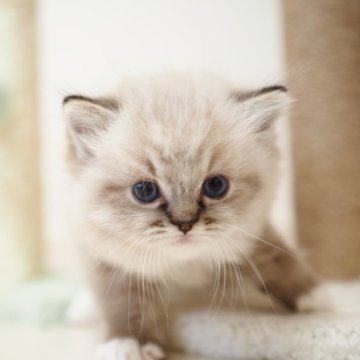 ラグドール【埼玉県・男の子・2025年10月7日・シールリンクスポイントミテッド】の写真「ふわふわの可愛い男の子🌟」