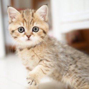 ブリティッシュショートヘア【埼玉県・女の子・2025年11月18日・ブラウン(ブラック)スポテッドタビー】の写真「つぶらな丸い瞳のチャーミングな女の子」