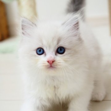 ラグドール【埼玉県・女の子・2025年9月10日・ブルーリンクスポイントバイカラー】の写真「凛とした美しさを持つ女の子🌟」