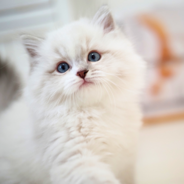 ラグドール【埼玉県・男の子・2025年10月7日・ブルーリンクスポイントミテッド】の写真「ふわふわ🌟ぬいぐるみの様な男の子」