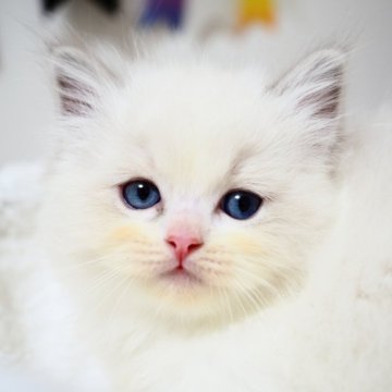 ラグドール【埼玉県・女の子・2025年9月10日・ブルーリンクスポイントバイカラー】の写真「バランスのいい女の子✨」