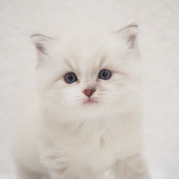 ラグドール【埼玉県・男の子・2025年10月5日・ブルーリンクスポイントミテッド】の写真「ふわふわの可愛い男の子✨」
