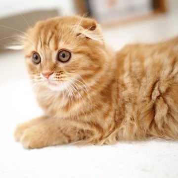 スコティッシュフォールド(折れ耳)【埼玉県・女の子・2025年7月29日・レッドスポテッドタビー】の写真「つぶらな丸い瞳のチャーミングな女の子🌟甘えん坊」