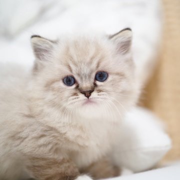 ラグドール【埼玉県・男の子・2025年10月7日・シールリンクスポイントミテッド】の写真「小さなタイガー♡ふわふわ甘えん坊男子🌟」