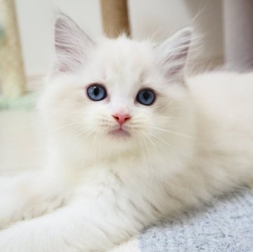 ラグドール【埼玉県・女の子・2025年9月10日・ブルーリンクスポイントバイカラー】の写真「柔らかい表情の美猫ちゃん✨」