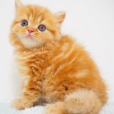 スコティッシュストレート