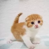 スコティッシュフォールド(折れ耳)