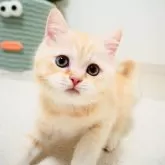 スコティッシュストレート