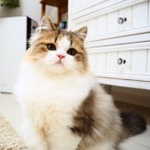 スコティッシュストレート
