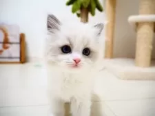 ラグドール【埼玉県・女の子・2024年12月4日・ブルーポイントバイカラー】の写真2