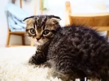 スコティッシュフォールド(折れ耳)【埼玉県・男の子・2025年1月1日・ブラウン(ブラック)マッカレルタビー】の写真2