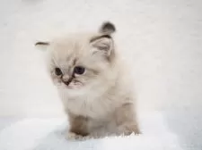 ラグドール【埼玉県・男の子・2025年10月5日・シールリンクスポイントミテッド】の写真3