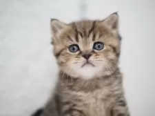 ブリティッシュショートヘア【埼玉県・女の子・2025年11月18日・ブラウン(ブラック)マッカレルタビー】の写真3