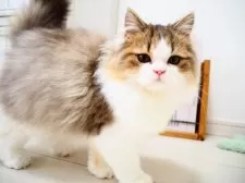 スコティッシュストレート【埼玉県・男の子・2024年10月18日・ブラック(ブラウン)マッカレルタビー&ホワイト】の写真4