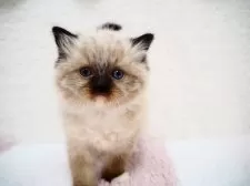 ラグドール【埼玉県・女の子・2025年1月22日・シールポイントミテッド】の写真4