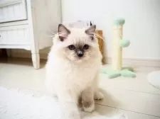 ラグドール【埼玉県・女の子・2025年1月22日・ブルーポイントミテッド】の写真5