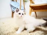 ラグドール【埼玉県・女の子・2024年11月26日・ブルーポイントバイカラー】の写真5