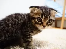 スコティッシュフォールド(折れ耳)【埼玉県・男の子・2025年1月1日・ブラウン(ブラック)マッカレルタビー】の写真6