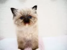 ラグドール【埼玉県・女の子・2025年1月22日・シールポイントミテッド】の写真6