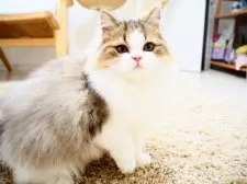 スコティッシュストレート【埼玉県・男の子・2024年10月18日・ブラック(ブラウン)マッカレルタビー&ホワイト】の写真7