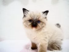 ラグドール【埼玉県・女の子・2025年1月22日・シールポイントミテッド】の写真9