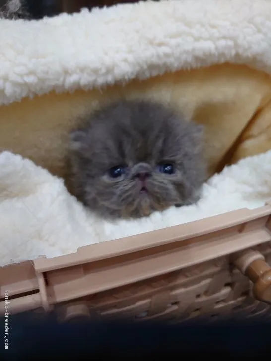 ケイ 様のお迎えした子猫