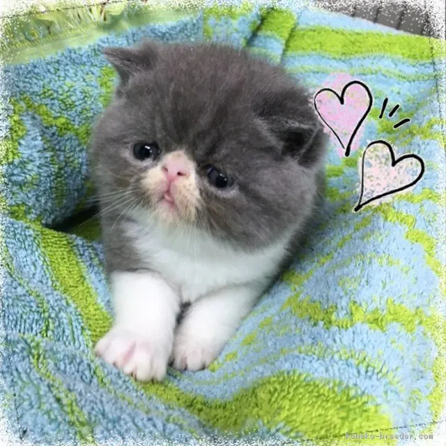 ダーツ 様のお迎えした子猫