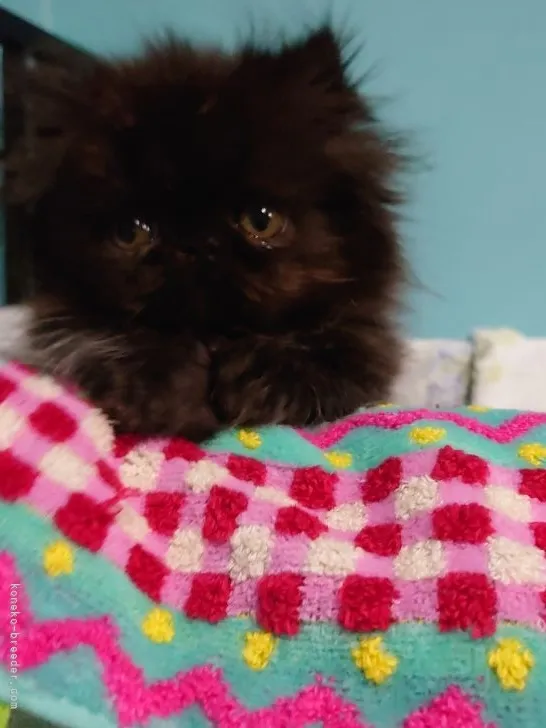 ID：2111-01186の子猫