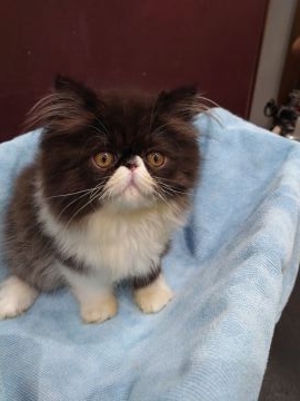 ペルシャ【岡山県・男の子・2021年5月16日・ブラック&ホワイト】の写真「お鼻が半分黒いのがアピールポイントです。」