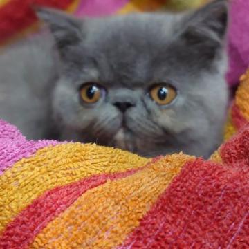 エキゾチックショートヘア【岡山県・女の子・2022年10月28日・ブルークリーム（ショートヘアー）】の写真「食欲旺盛でとても元気な女の子です。」