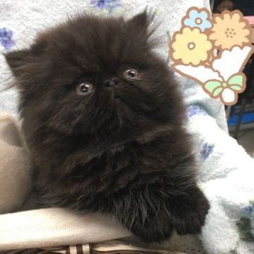 ペルシャ【岡山県・男の子・2018年2月25日・ブラック】の写真「可愛い顔です！」