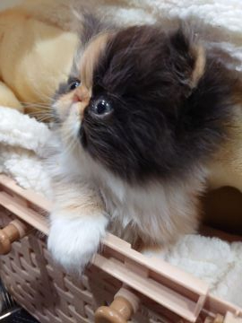 エキゾチックショートヘア【岡山県・女の子・2020年9月26日・キャリコ（ロング）】の写真「カラーの可愛いやんちゃな女の子です、」