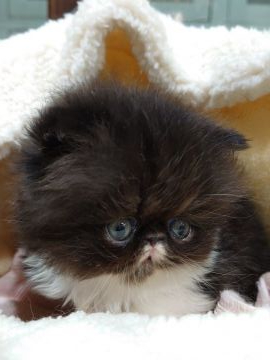 ペルシャ【岡山県・男の子・2020年10月11日・ブラック&ホワイト（ロング）】の写真「お鼻の下の白いカラーもアピールポイントです。」