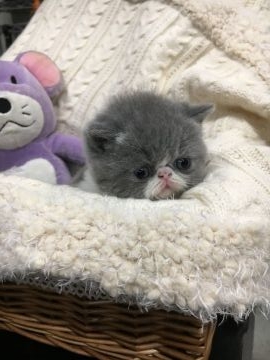 エキゾチックショートヘア【岡山県・男の子・2017年3月18日・ブルー&ホワイト（ショート）】の写真「綺麗な毛色の男の子です」