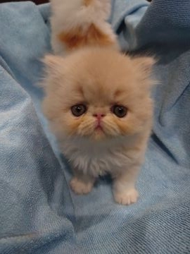 ペルシャ【岡山県・女の子・2021年5月16日・クリームタビー&ホワイト（ロング）】の写真「優しいカラーの女の子です。」