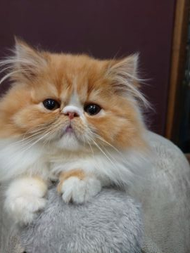 ペルシャ【岡山県・男の子・2020年10月11日・レッドタビーアンドホワイト】の写真「カラーの綺麗な男の子です。」