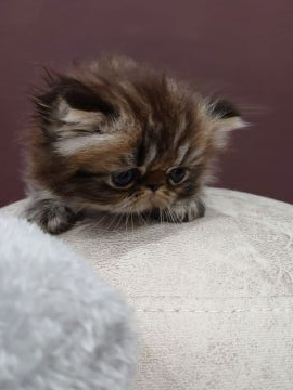 エキゾチックショートヘア【岡山県・男の子・2020年5月3日・ブラウンタビー（ロング）】の写真「綺麗な毛色の男の子です。」