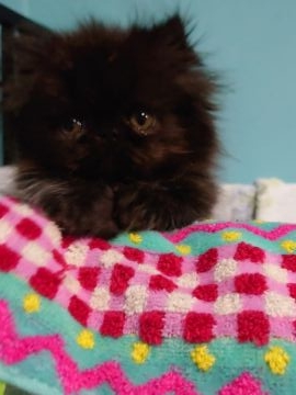 エキゾチックショートヘア【岡山県・女の子・2021年9月19日・ブラック（ロング）】の写真「目がまん丸な小さな女の子です。」