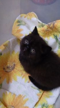 エキゾチックショートヘア【岡山県・男の子・2016年1月26日・ブラック（ショートヘア）】の写真「密度の高い毛量です」