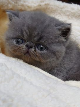 エキゾチックショートヘア【岡山県・男の子・2021年1月24日・ブルー（ショートヘアー）】の写真「骨格のしっかりした可愛い顔の男の子です。」