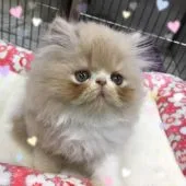 ペルシャ【岡山県・男の子・2017年7月15日・クリーム&ホワイト】の写真2